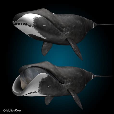 Bowhead Whale – MotionCow