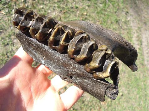 Museum Quality Tapir Maxilla with Five Teeth | Recently Sold | FOSSILS ...