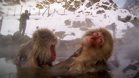 Snow Monkeys @ Hot Spring