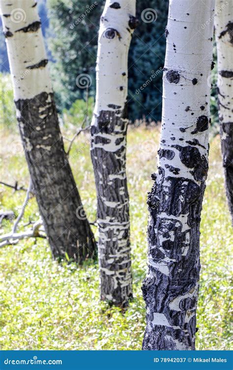 Aspen tree bark stock image. Image of pretty, mountains - 78942037