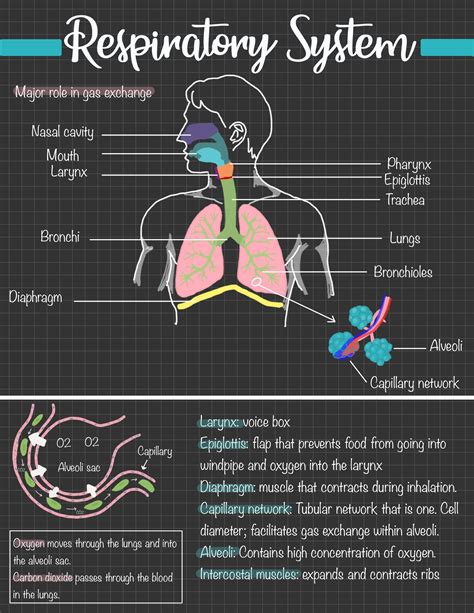 Respiratory System Diagram & Notes | Biology notes, Nurse study notes ...