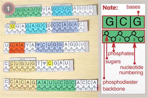 PDB-101: Learning Resources: tRNA