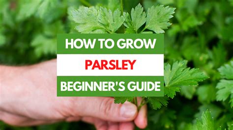 How to Grow Parsley - A Beginner's Guide - Gardening Eats