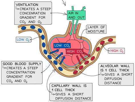 Edexcel IGCSE Biology 复习笔记 2.7.5 Human Gas Exchange System-翰林国际教育