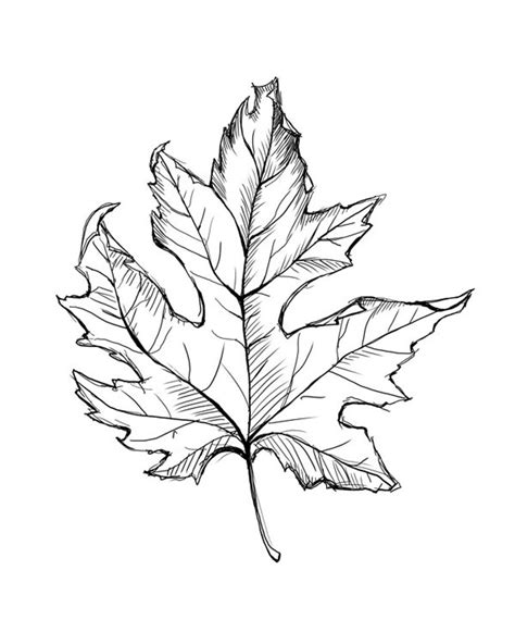 Leaf Line Drawing Instant Download, Leaf Art, Fall Leaves, Instant Download Printable Art, 8x10 ...