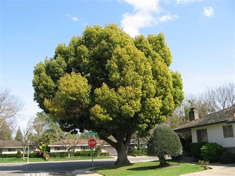 Camphor Tree and Your Yard - Best Trees To Plant