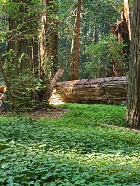 Avenue of the Giants - Humboldt Redwoods State Park | Park Ranger John