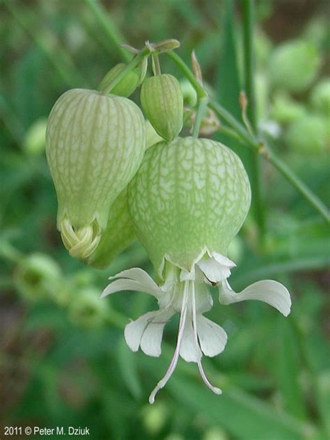 Silene vulgaris (Bladder Campion): Minnesota Wildflowers