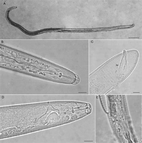 Root knot nematode | KrishiMala