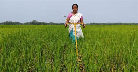 In flood-prone Assam, new varieties of rice are helping farmers in sustaining damage to crops