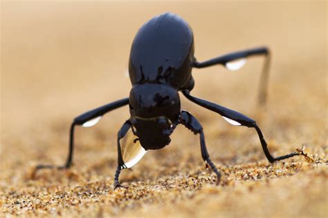 Namib Desert Animals And Plants