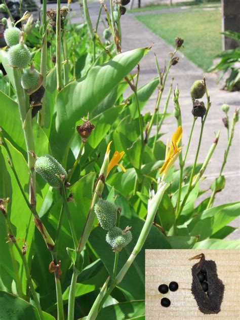 How to Grow Canna Lilies From Seed - Dengarden