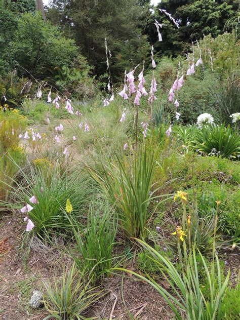 PlantFiles Pictures: Dierama Species, Angel's Fishing Rod, Grassy Bell (Dierama pendulum) by Kell