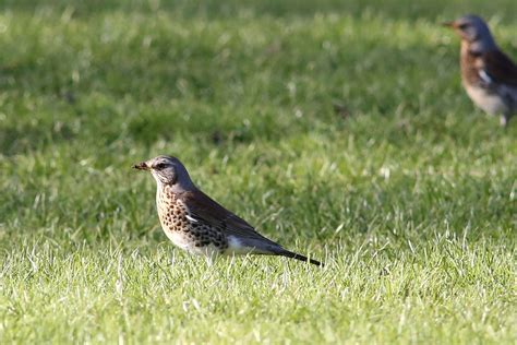 Fieldfare