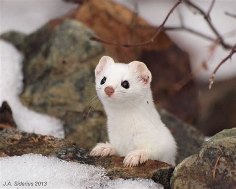 The Ermine – Short-tailed Weasel | siderius blog