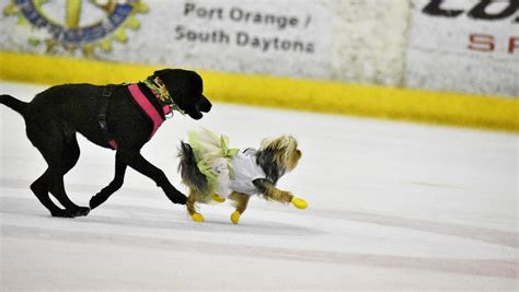 Daytona Ice Arena invites pups to go ice skating