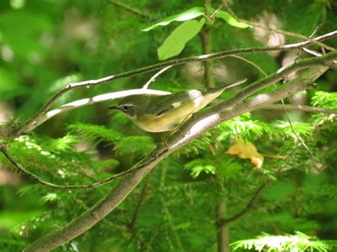 Winged Things: Garter Snake Predation of a Black-throated Blue Warbler Nest