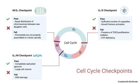 Cell Proliferation: Definition, Importance, and Benefits