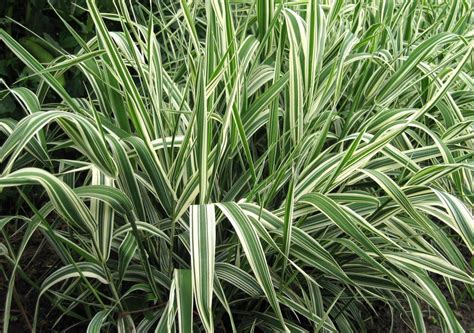 Invasive Plants You Should NOT Buy - Garden Myths | Ornamental grasses ...