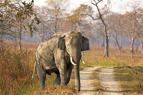 Wildlife - Myanmar - Burma