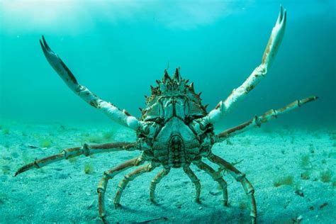 Spider crab - Cultura/Shutterstock | Crabs animal, Animal photo, Animals