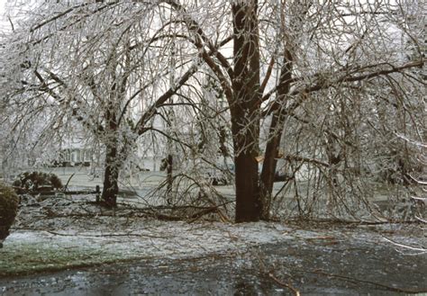 Tree Damage from the 1991 Ice Storm - Town of Greece Historical Images