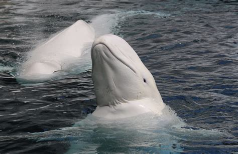 Beluga Whale: Species Facts, Info & More | WWF.CA