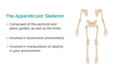 The Appendicular Skeleton | Studyclix