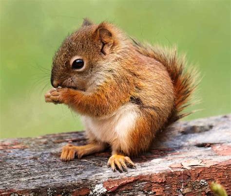 Young Red Squirrels. Free Roaming Cuteness