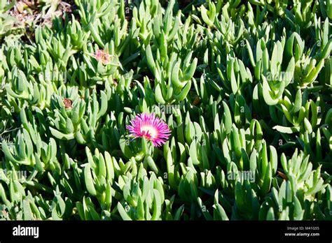 Pink beach flower succulent Stock Photo - Alamy