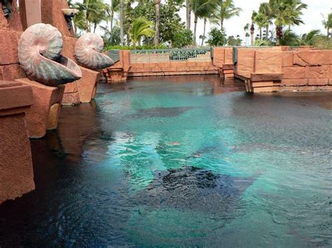 Atlantis Aquarium from above | Places to go, Atlantis bahamas, Atlantis