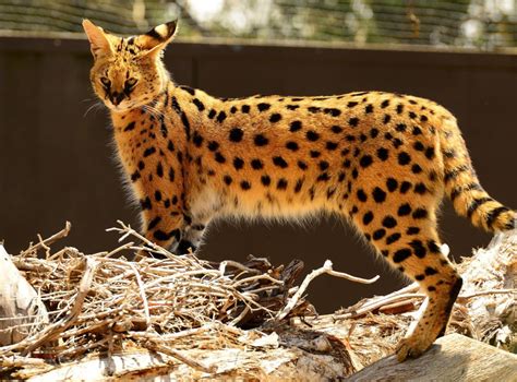 21 Things To Know Before Caring For An African Serval Cat – Tele-Talk