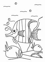 Angelfish Freshwater Coloring Page  Free Printable Pages sketch template