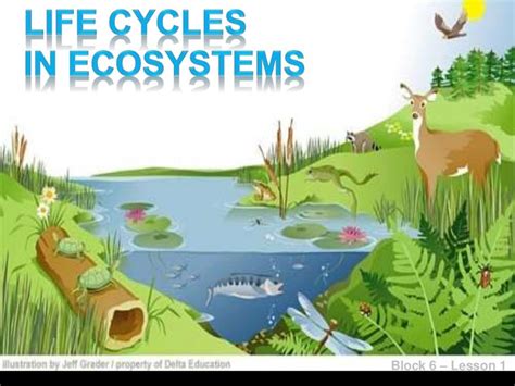 Life Cycles in Ecosystems