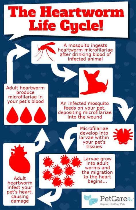 The Heartworm Life Cycle - An Infographic | PetCareRx