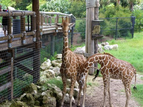 Jacksonville Fl. Zoo feeding them is fun for kids and adults