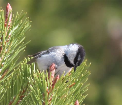 eBird Checklist - 17 Jun 2023 - Virginia Lakes - 13 species