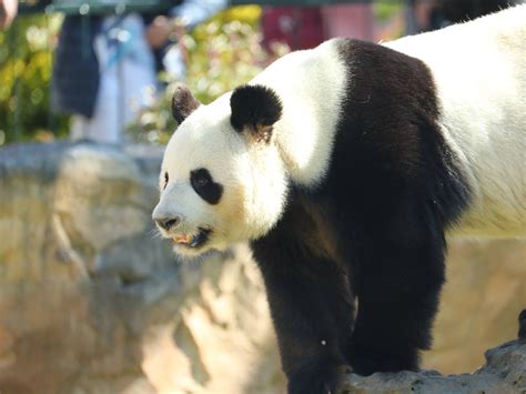 Panda géant | ZooParc de Beauval