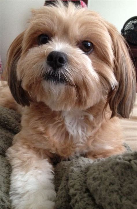 Shih Tzu / Chihuahua mix / for Susan | For the Love of DOGS | Pinterest