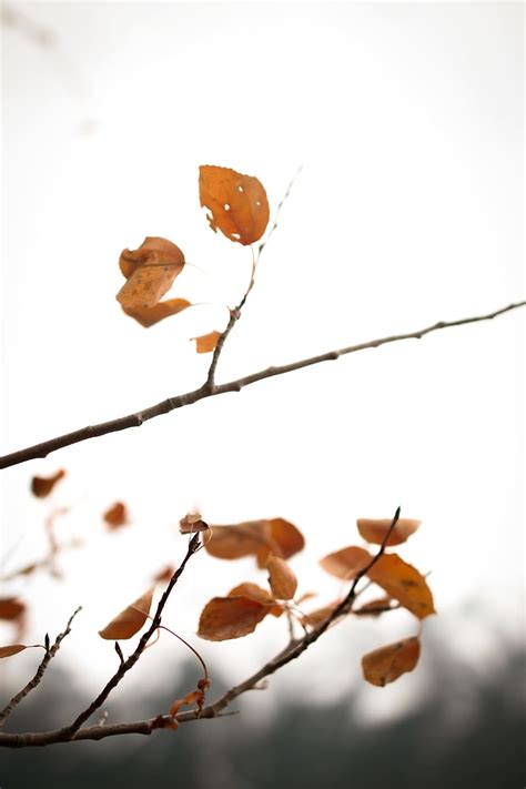 brown, leaves, daytime, fall wallpaper, fall background, background ...