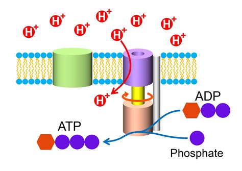 A Very Simple Explanation for the Mechanism of ATP ( Energy Source for Cells) Production. - Mark ...