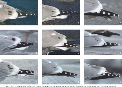 Figure 3 from Identification of American Herring Gull in a western European context | Semantic ...