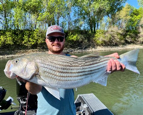 Fishing - Colusa Striped bass fishing!