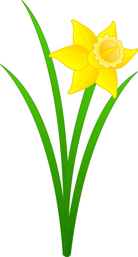 Single Golden Daffodil - Free Clip Art