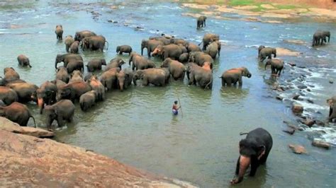 Pinnawala elephant orphanage bathing time 😊 | World heritage sites ...