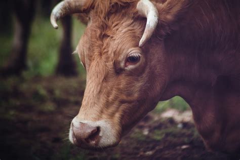 Closeup Photo of Brown Cow · Free Stock Photo