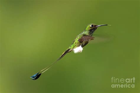 Booted racket-tail Hummingbird Photograph by Tony Camacho - Fine Art ...