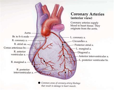 Coronary arteries anatomy