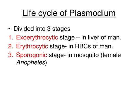 Life cycle of plasmodium