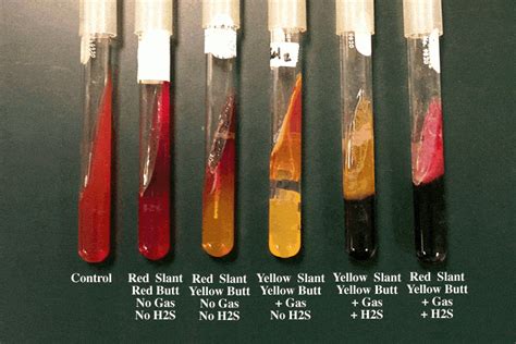 Triple Sugar Iron Agar (TSI): Result, Interpretation • Microbe Online